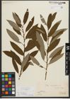 Foto von Salix triandra subsp. amygdalina (L.) Schübl. & G. Martens